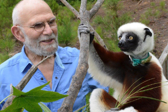 Dr. Oliver Sacks with a Coquerel&amp;#39;s sifaka at the Duke Lemur Center